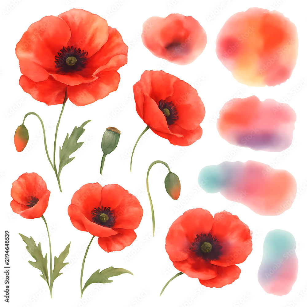 Obraz premium watercolor flower poppy clipart for graphic resources
