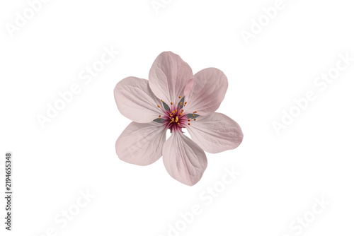 Single blush cherry blossom viewed from above on a transparent background