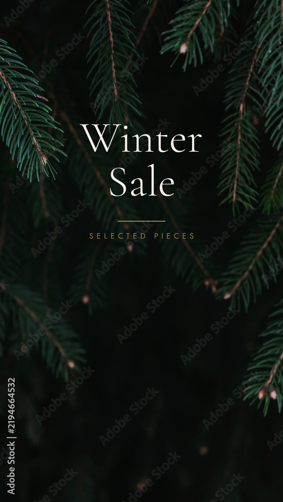 Fototapeta premium Real dark green spruce branches with a sharp needle texture against a deep shadow. Anchors a moody winter sale banner background with copy space, a vintage winter sale holiday design with copy space.