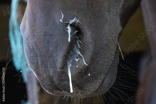 Bild auf Leinwand Close-up of a horse's nose showing visible nasal discharge
