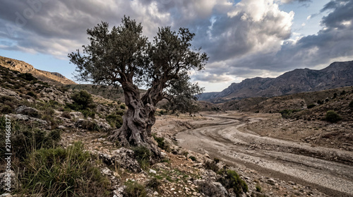 Environmental Conservation Ancient Gnarled Tree And Dry Riverbed Rugged Mountain Landscape