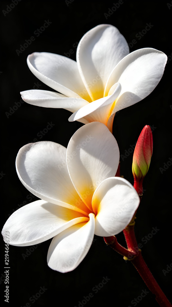 Fototapeta premium The perfect lighting makes the details of these frangipani petals appear so elegant, pristine, and striking amidst the darkness.
