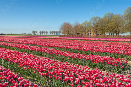 Large field of blooming tulips in various colors in the countryside near the South Holland village of Den Bommel, on the former island of Goeree-Overflakkee. The photo was taken on a sunny spring day.