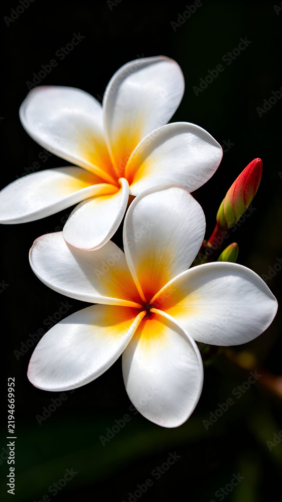 Fototapeta premium A Harmony of White and Gold within the Petals