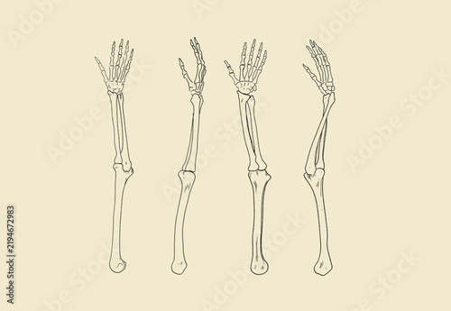 Human Arm Skeleton Anatomy Illustration Showing Bone Structure and Rotation