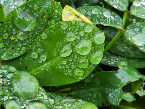 Foto Close-up Macro Shot of Dew Drops on Green Leaves after a Rain Shower