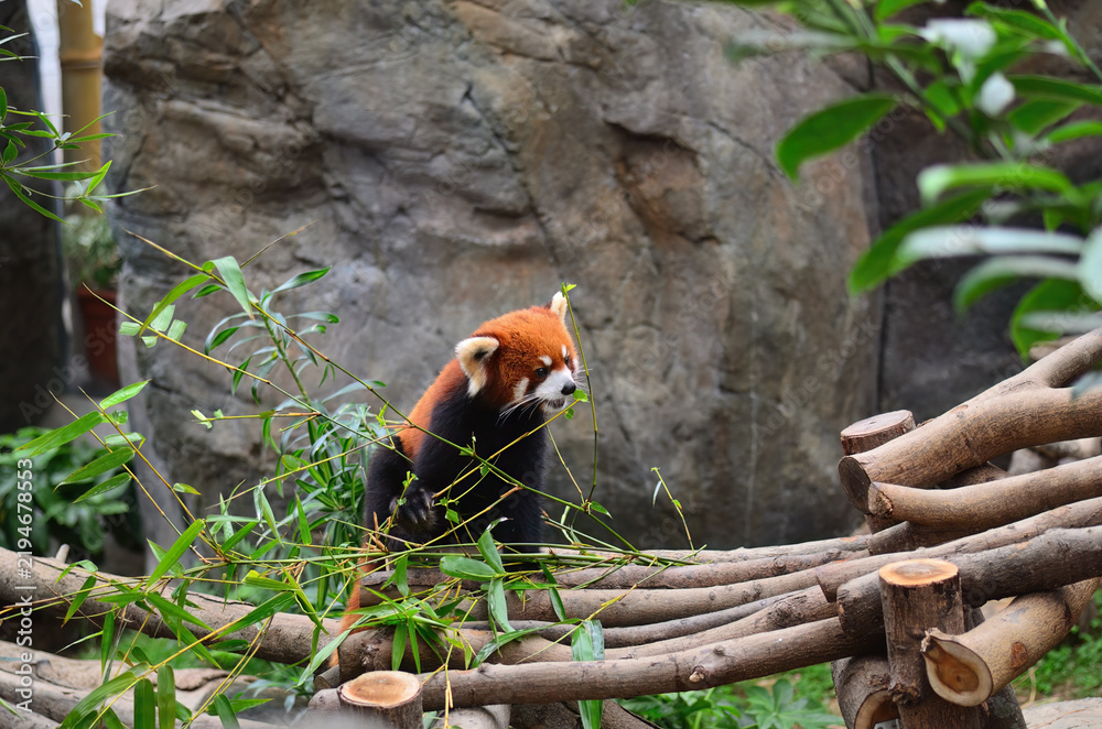 Obraz premium Red panda in the Hong Kong zoo