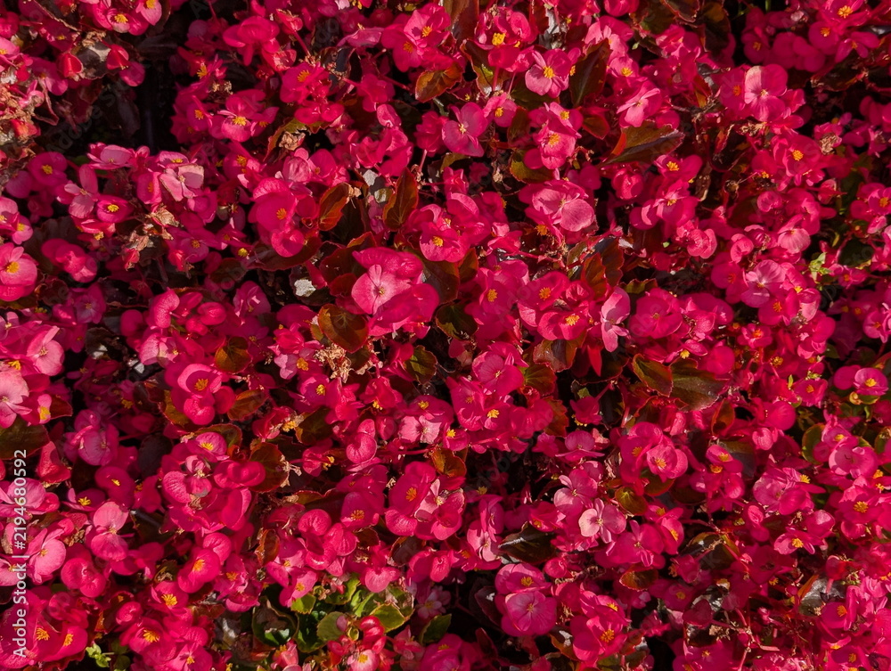 Fototapeta premium Vibrant Pink Begonia Blooms Top-Down View