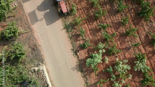 Overhead drone view of a farmer driving a tractor with a trailer full of freshly harvested white grapes on a dusty country road next to a vineyard in Llíber, Alicante, Spain - stock video