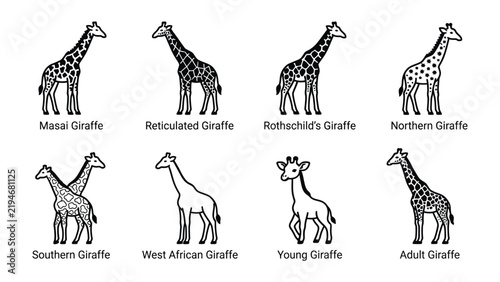 Giraffe Species Illustrated: A visual guide showcasing eight distinct giraffe subspecies, each labeled and differentiated by their unique coat patterns and slight physical variations.