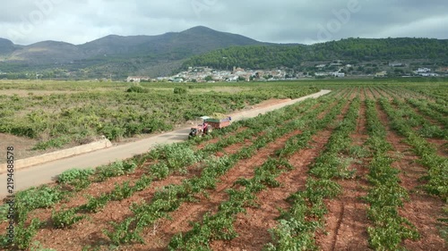 Aerial view of a tractor with a trailer full of ripe white grapes driving on a rural road through a vineyard during harvest season, with the town of Llíber, Alicante in the background, Spain.
