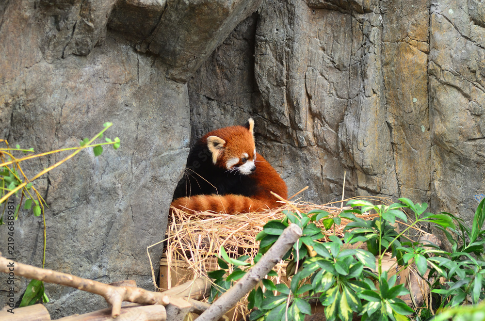 Obraz premium Red panda in the Hong Kong zoo