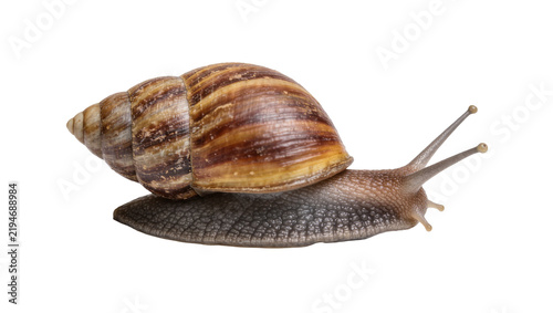 Foto Brown striped snail with textured body, isolated on transparent background