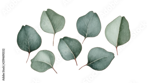 Watercolor eucalyptus leaves with delicate veins, isolated on transparent background