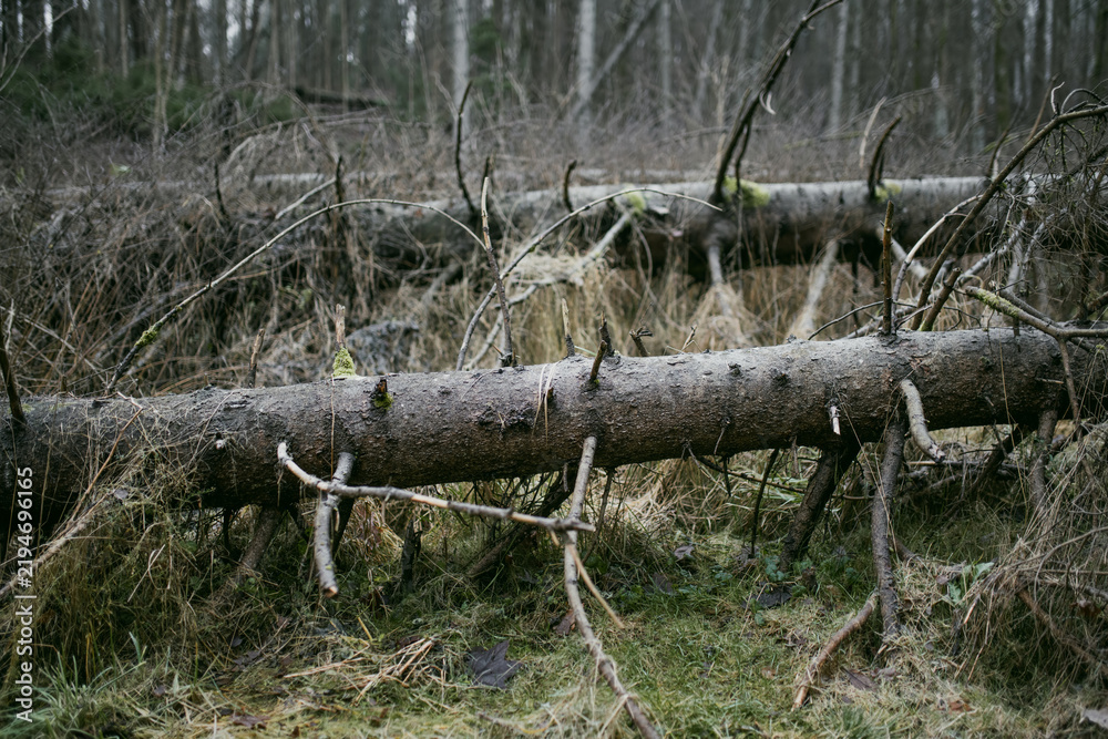 Fototapeta premium Moss, tree bark and fallen deadwood in a damp winter forest without snow. Decaying wood and natural vegetation show the quiet seasonal cycle of a woodland ecosystem.
