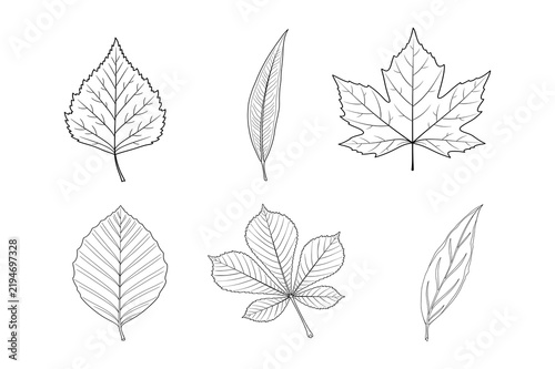 Set of maple and birch leaf line art vector illustration, outline botanical elements