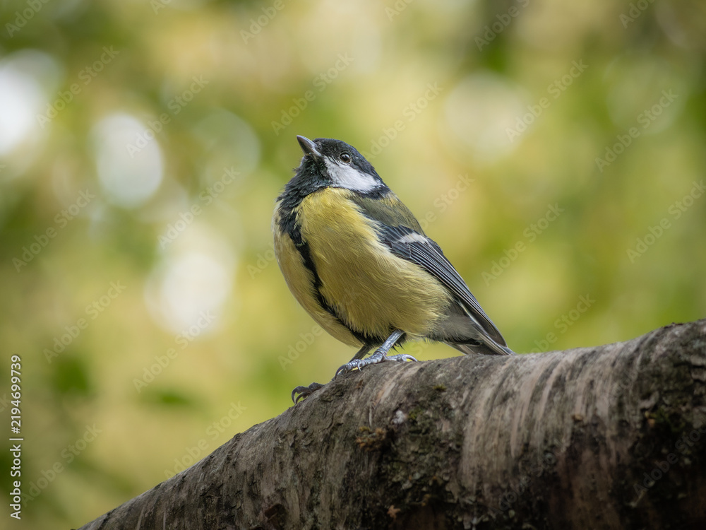Obraz premium Great tit (Parus major) perched on branch, London, UK.