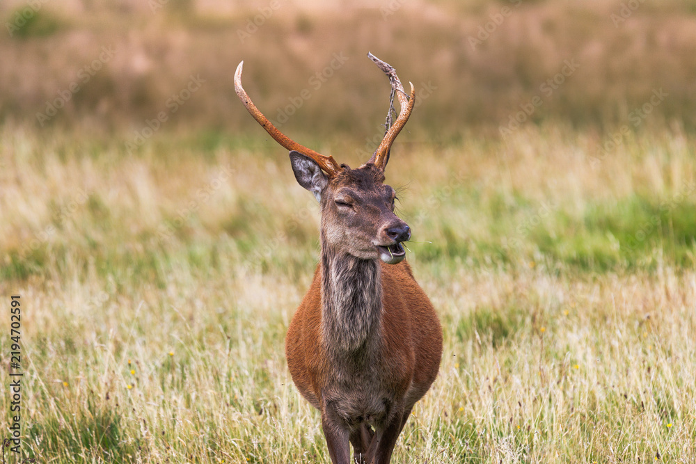 Fototapeta premium Red deer in the wild appearing to laugh chewing on grass, taken on the isle of Arran in Scotland, UK