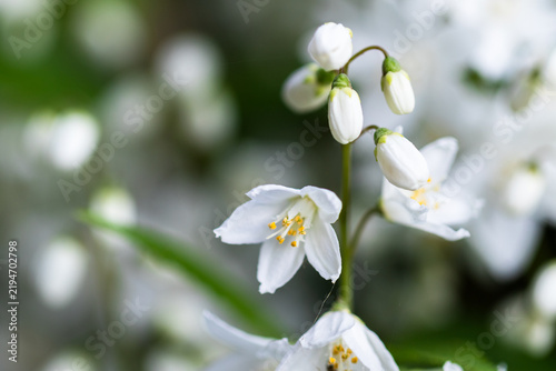 Macro shot of delicate white spring flowers with green leaves