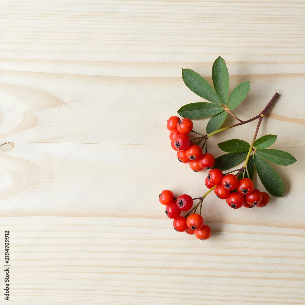 Obraz premium Autumn harvest and seasonal nutrition, fresh rowan berries with green leaves on a light wooden background for healthy food and organic lifestyle design