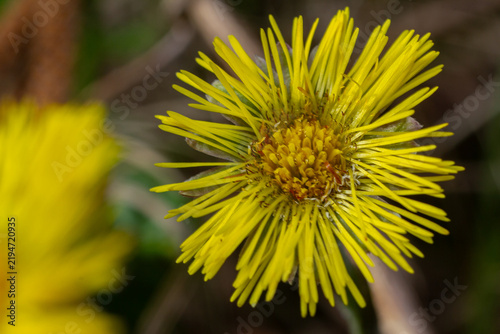 Obraz na plátně Springtime coltsfoot blooms with vibrant yellow flowers showcasing early season