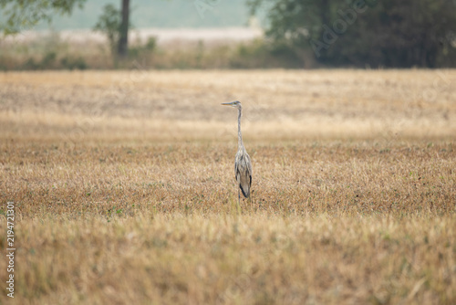 Foto Grey heron, Ardea cinerea, standing upright on a harvested agricultural field