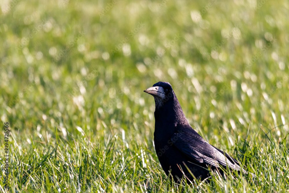 Obraz premium Black rook bird standing in green grass field