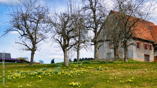Osterglocken / Sternenblumen am Sternweg in Gaugenwald, Nordschwarzwald	
