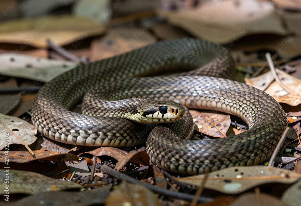 Fototapeta premium Wildlife conservation and biodiversity, wild snake resting on forest floor with dry leaves in natural habitat, reptile in wilderness environment