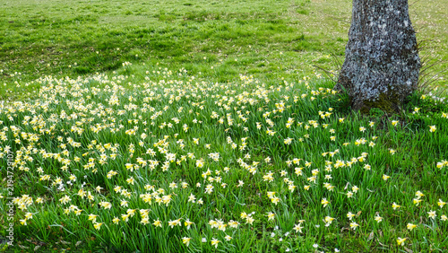 Osterglocken / Sternenblumen am Sternweg in Gaugenwald, Nordschwarzwald	