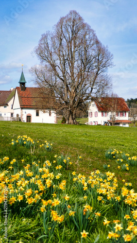 Blick auf die Kiche und altes Rathaus in Gaugenwald / Nordschwarzwald mit Osterglocken / Sternenblumen am Sternweg 