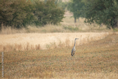 Фотография Grey heron, Ardea cinerea, standing alone in a dry harvested field surrounded by rural vegetation and trees