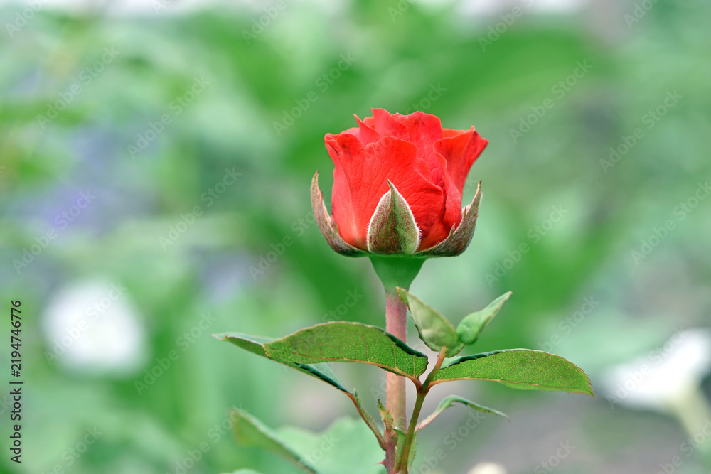 Fototapeta premium Red rose flower background. Red roses on a bush in the garden, close-up. Red rose flower, beautiful tender in the flowerbed. Red Rose, magic, Plant care, landscaping, holiday gift for a girl