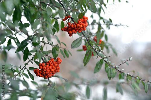 Obraz na plátne Winter rowan tree under snow close-up