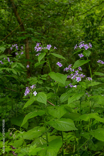 Fotografía Lunaria rediviva perennial honesty plant flourishing in the lush forest undergro