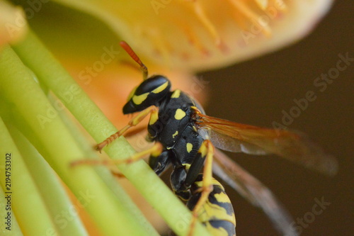Black and yellow wasp on a lily flower