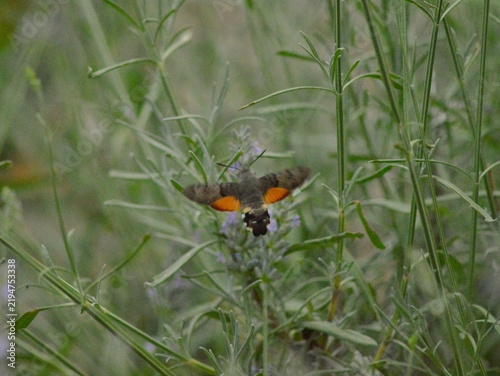 Canvastavla Hummingbird hawk-moth hovering among wild vegetation