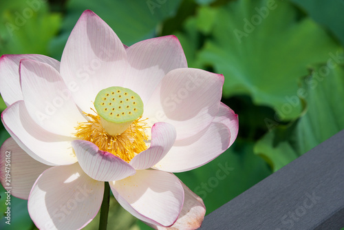 Obraz na płótnie 夏の千秋公園 大手門の堀に美しく咲き誇るピンクのハスの花 秋田県秋田市