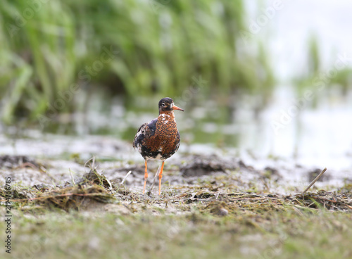 Bild auf Leinwand Male Ruff (Calidris pugnax) in mottled dark and chestnut breeding plumage standing on mud bank