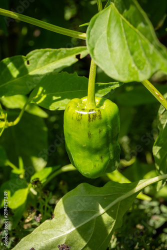 Konstfotografi Green sweet pepper hanging from plant with dark ripening discolouration