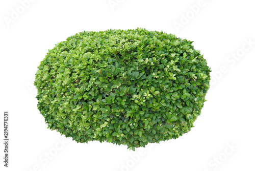 Plakat Green bush isolated transparency background.