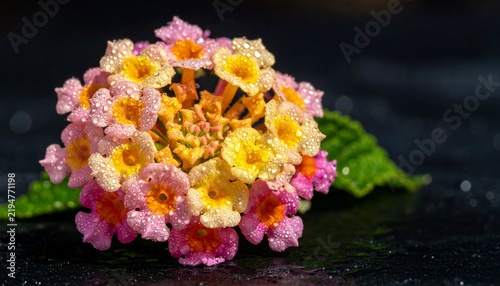 Macro shot of a pink and yellow lantana flower cluster with morning dew