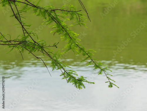 Foto Green cypress branch with feathery leaves hanging over calm water