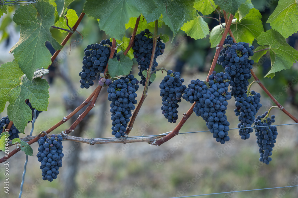 Obraz premium Ripe red wine grape clusters hanging on a grapevine in a vineyard
