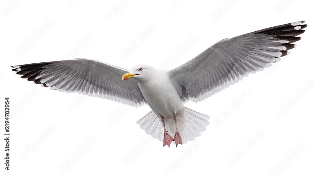 Fototapeta premium Seagull in flight with wings spread wide against a isolated on png transparent background
