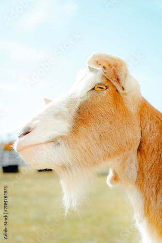 Cuadro en lienzo Portraits of goats on a sunny farm