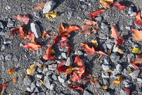 Принти на полотні The rocky soil is strewn with autumn red and yellow leaves