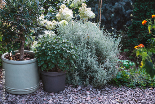 Gray Santolina, sometimes called Lavender Cotton, growing in a garden. Spectacular silver foliage with a hint of gray-green perfect accent in the rock garden or borders