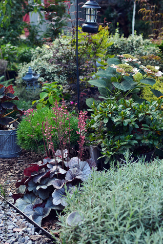 Most popular ornamental landscape plants in shaded garden.  Mixing heucheras, hydrangeas, rhododendrons, and  dwarf pine tree creates a stunning,  layered shade garden.