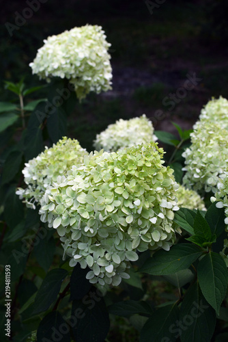 Hydrangea ‘Limelight’  (Hydrangea paniculata) with white  flower clusters growing in a garden